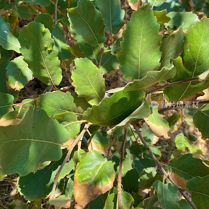 Kermes Oak也被称为Quercus coccifera的带有叶子的树枝。它原产于地中海地区和北非马格里布。电话Aviv.Israel。栎属球虫变种calliprinos (Webb) Boiss。Quercus coccifera ssp。calliprinos Holmboe(韦伯)